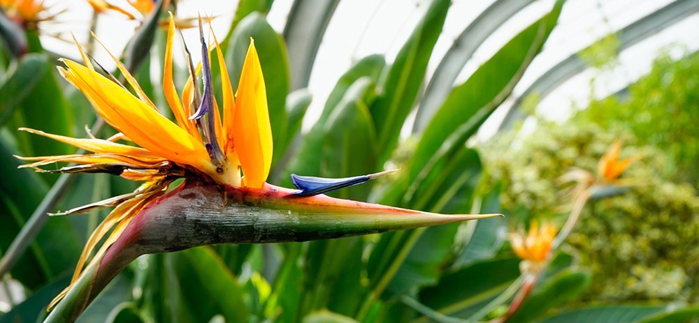 Bird of paradise flower