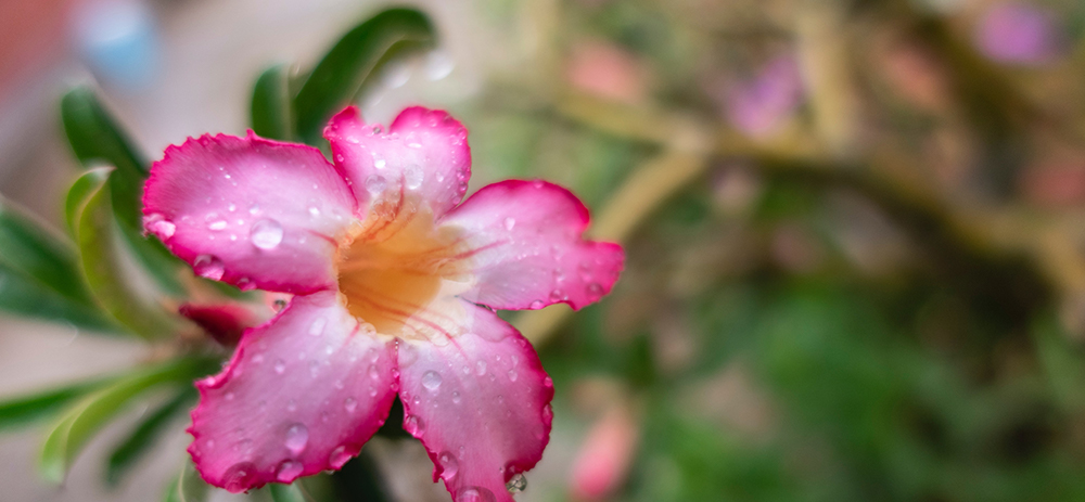 Dessert rose flower