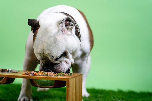 Dog eating out of bowl