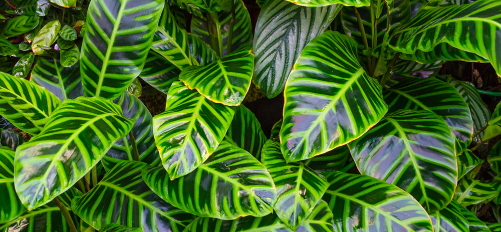 Dumb cane plant