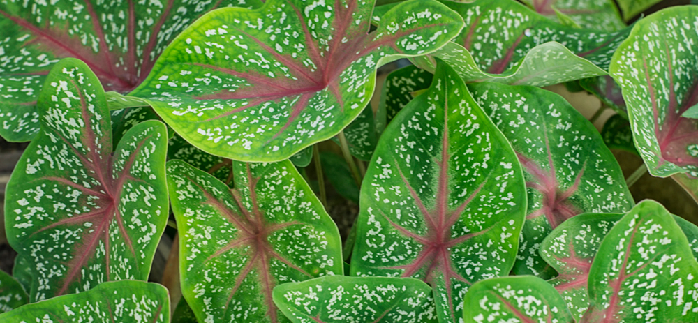 Elephant ear plant