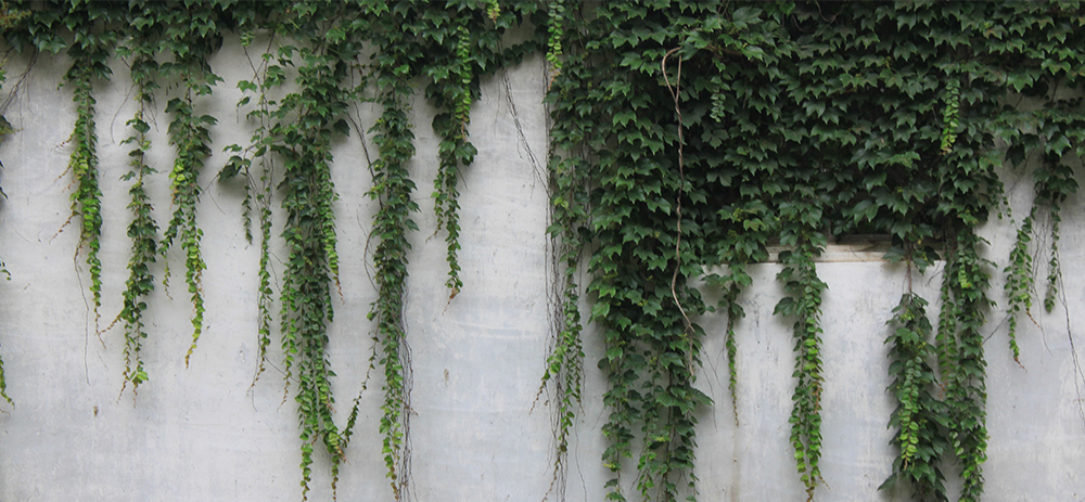 Ivy plant on wall