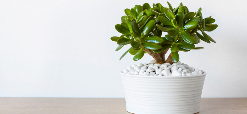 Jade plant in pot