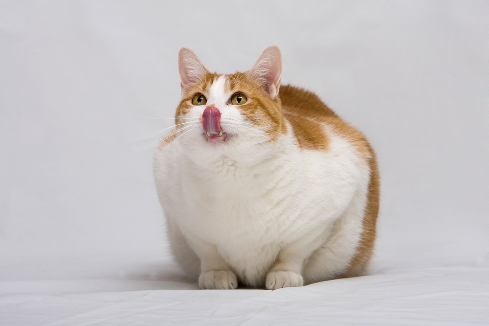 https://windermerevetservices.com/files/2021/07/overweight-cat-licking-mouth.jpg