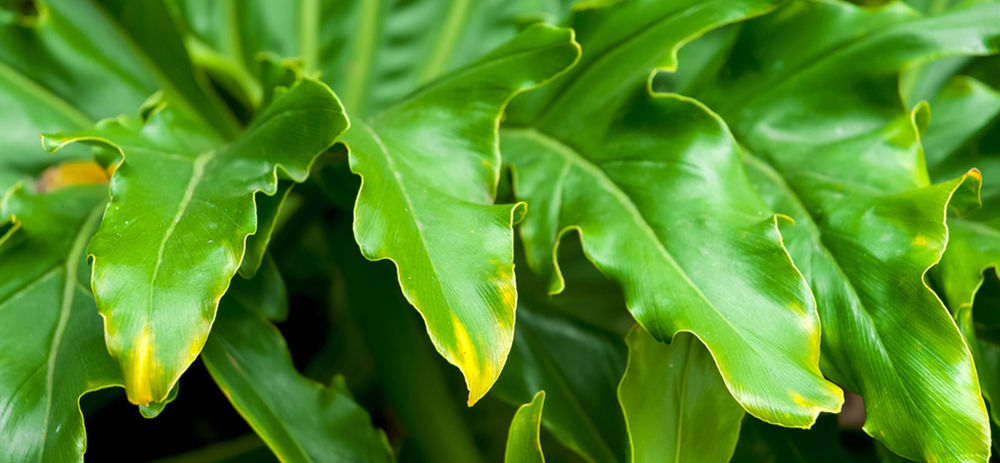 Philodendron