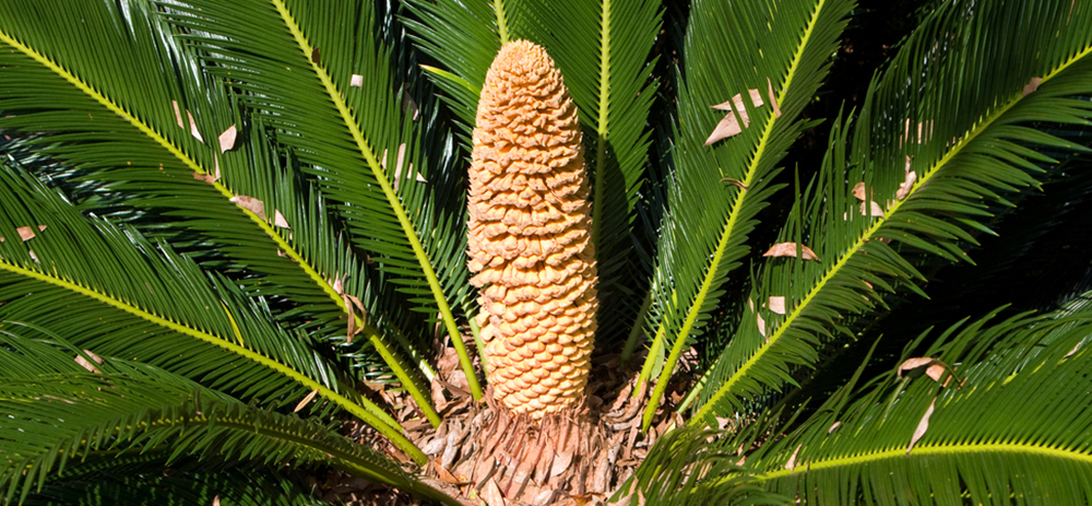 Sago palm plant