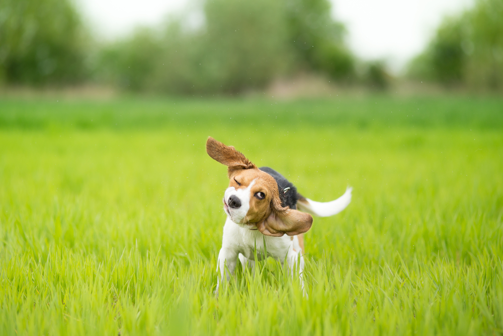 can dog food cause shaking