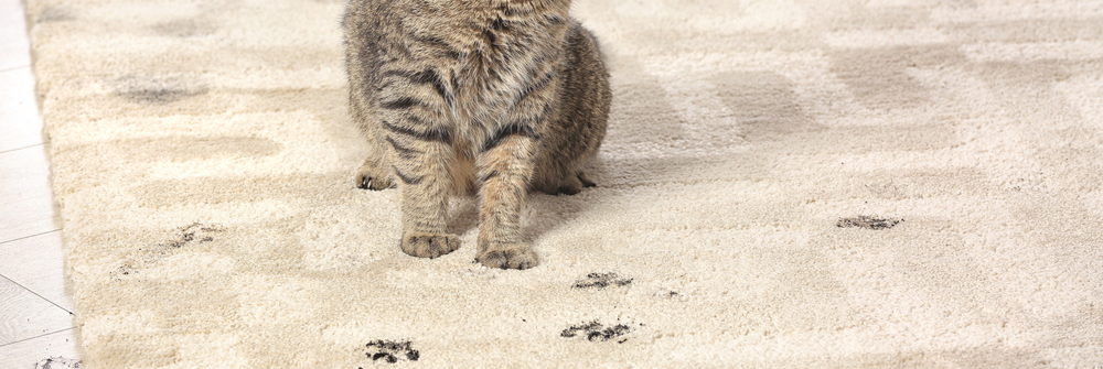 Dirty cat paws on carpet