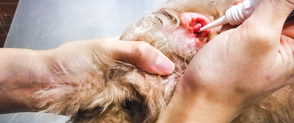 Dog getting ear treatment