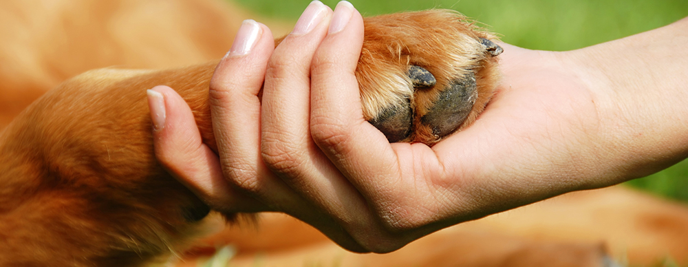 Owner holding dogs paw