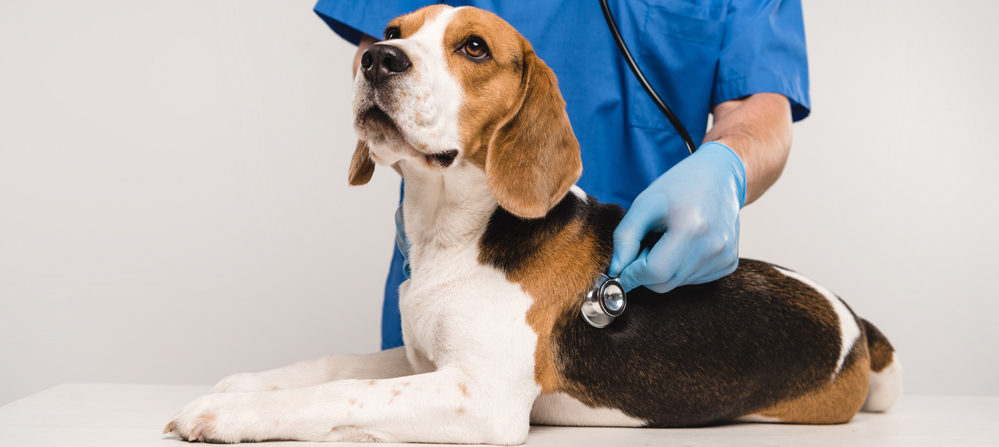 Beagle dog at vet