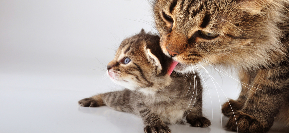 Kitten with mother cat