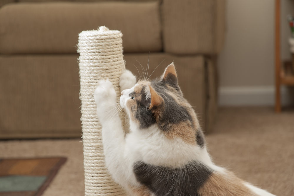 How to teach cat to scratch on scratching outlet post