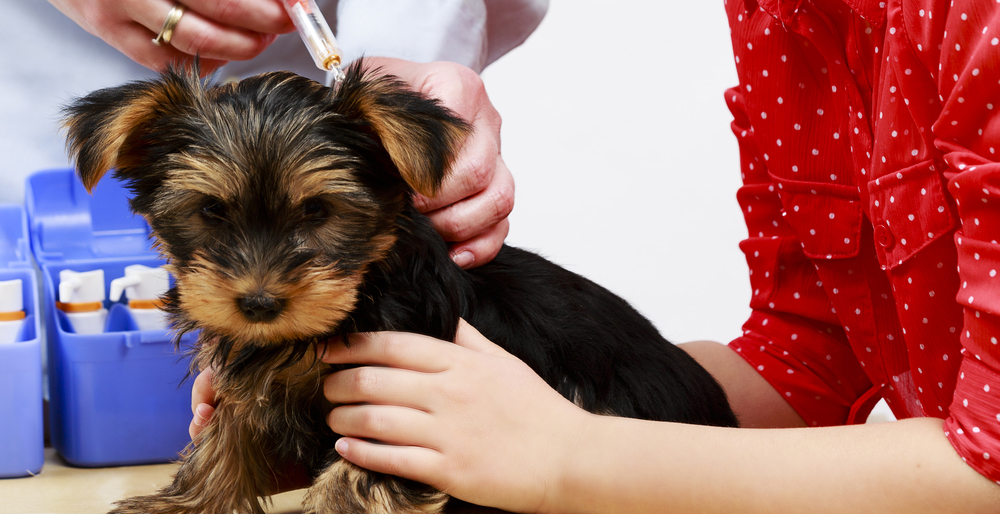 Yorkie being vaccinated