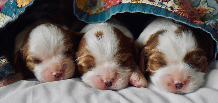 Puppies under a blanket together