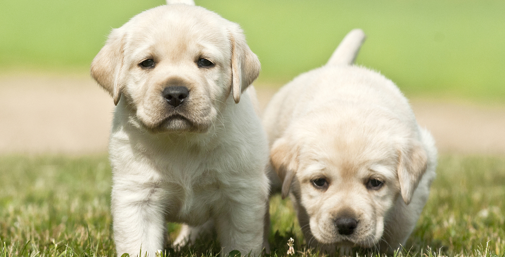 Puppies in the grass standing