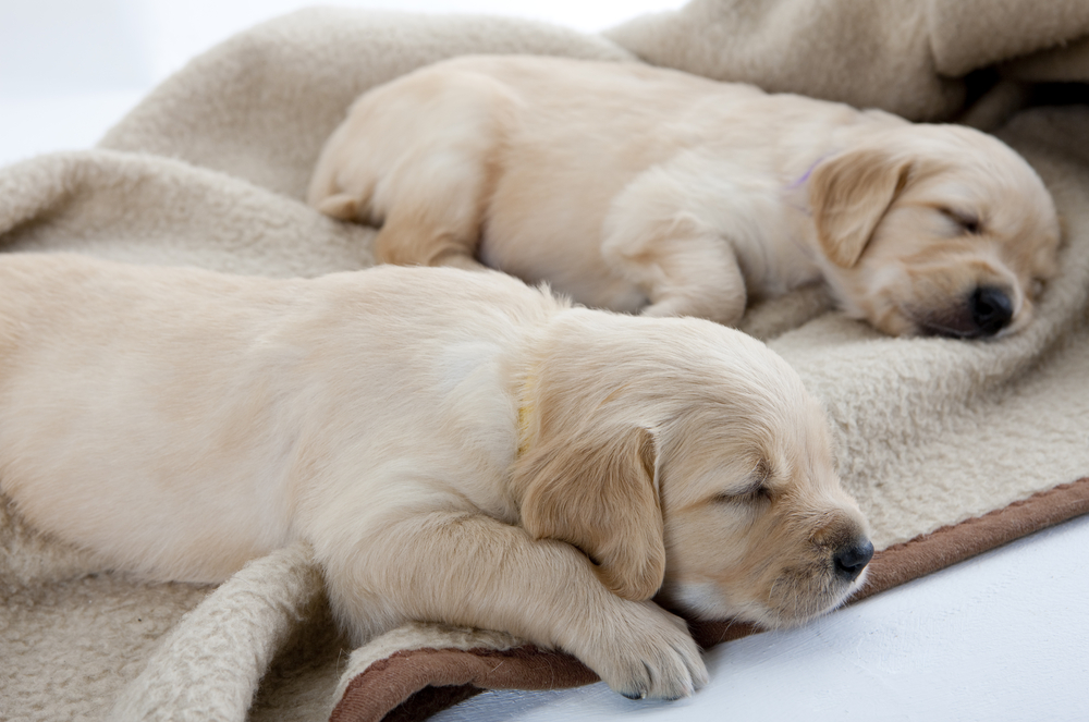 sleepy puppies