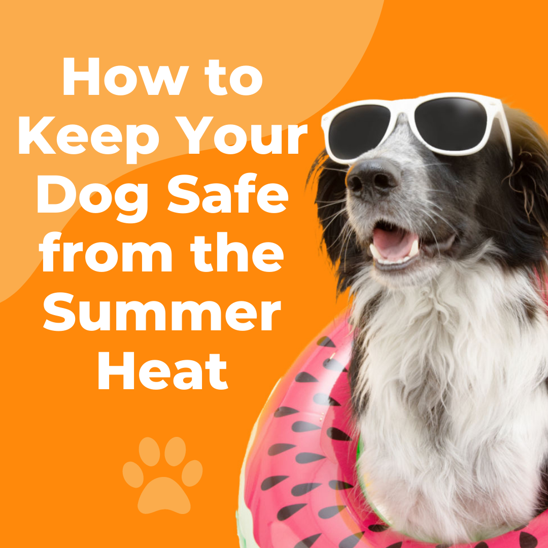 https://windermerevetservices.com/files/2022/07/How-to-Keep-Your-Dog-Safe-from-the-Summer-Heat.png