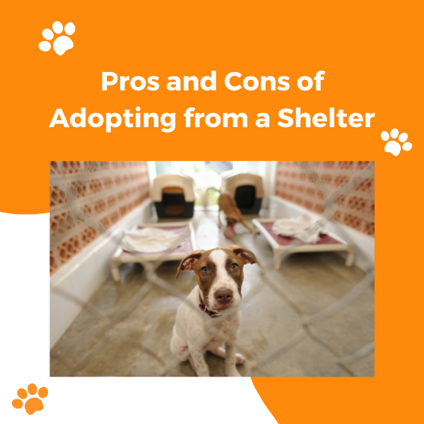 Learn How to Start an Animal Rescue or No-Kill Shelter