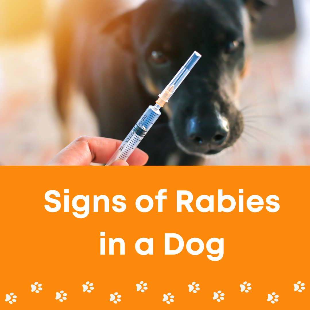 rabies in dogs foaming mouth