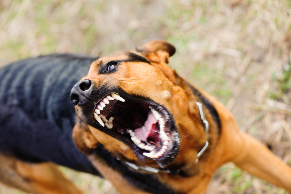 a snarling black and white dog