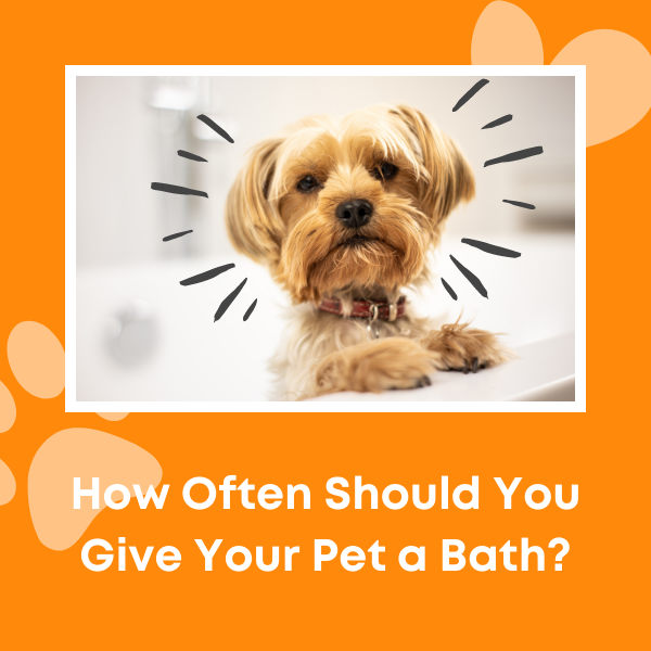 how many times should you bathe your puppy