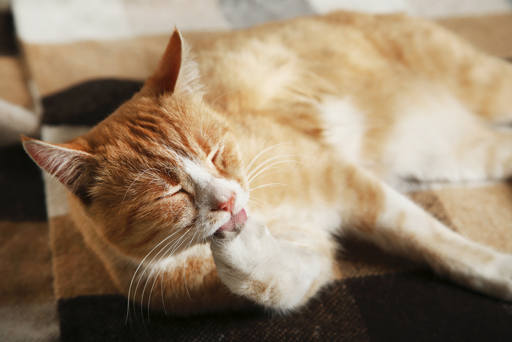 a cat licking its own paw