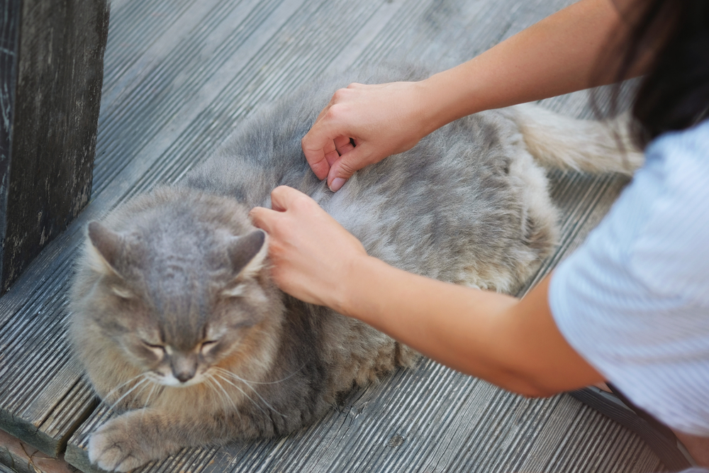 a woman searching a cat’s fur for bugs