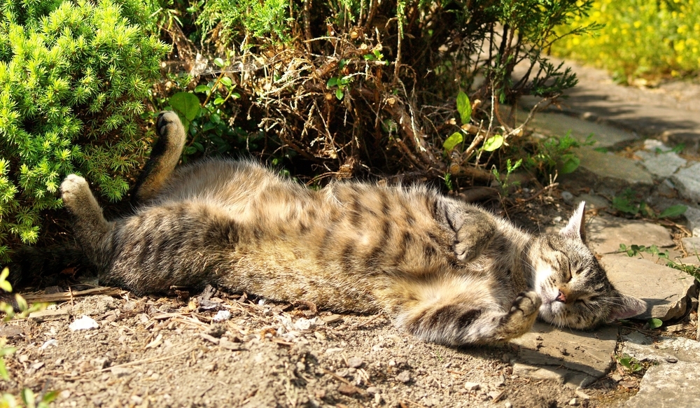 a cat rolling in the mud outside near some bushes