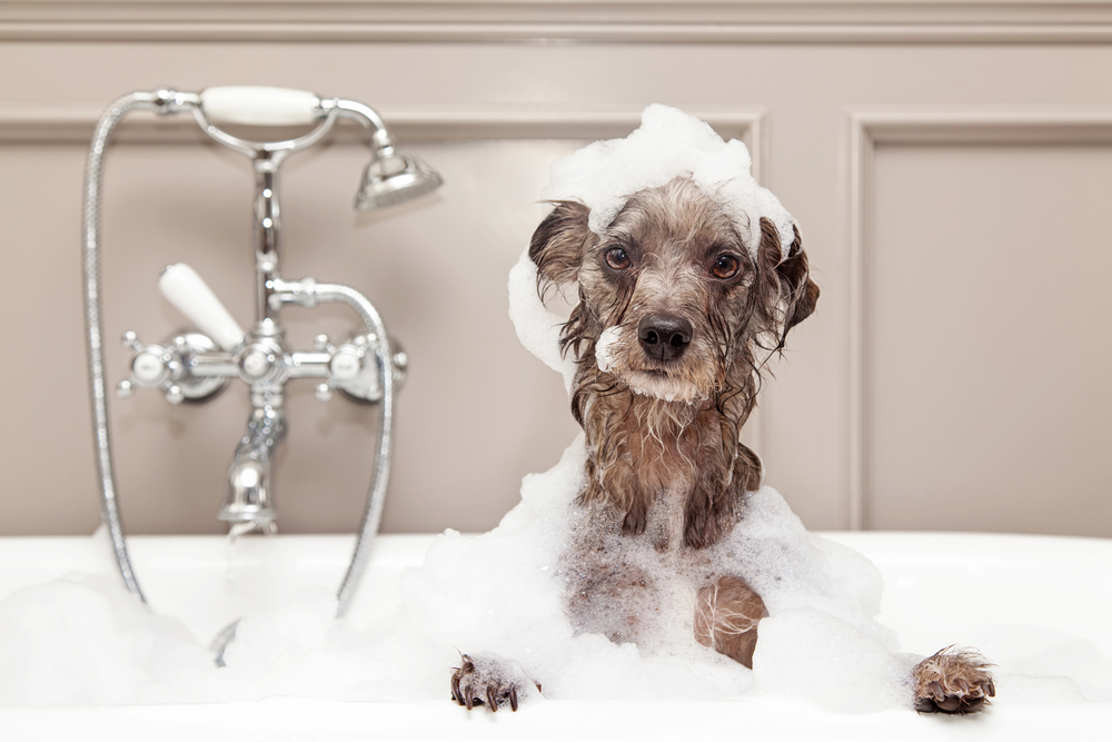 a dog covered in soapsuds sitting in a bathtub