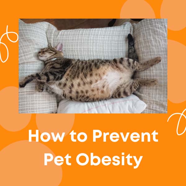 How to Prevent Pet Obesity