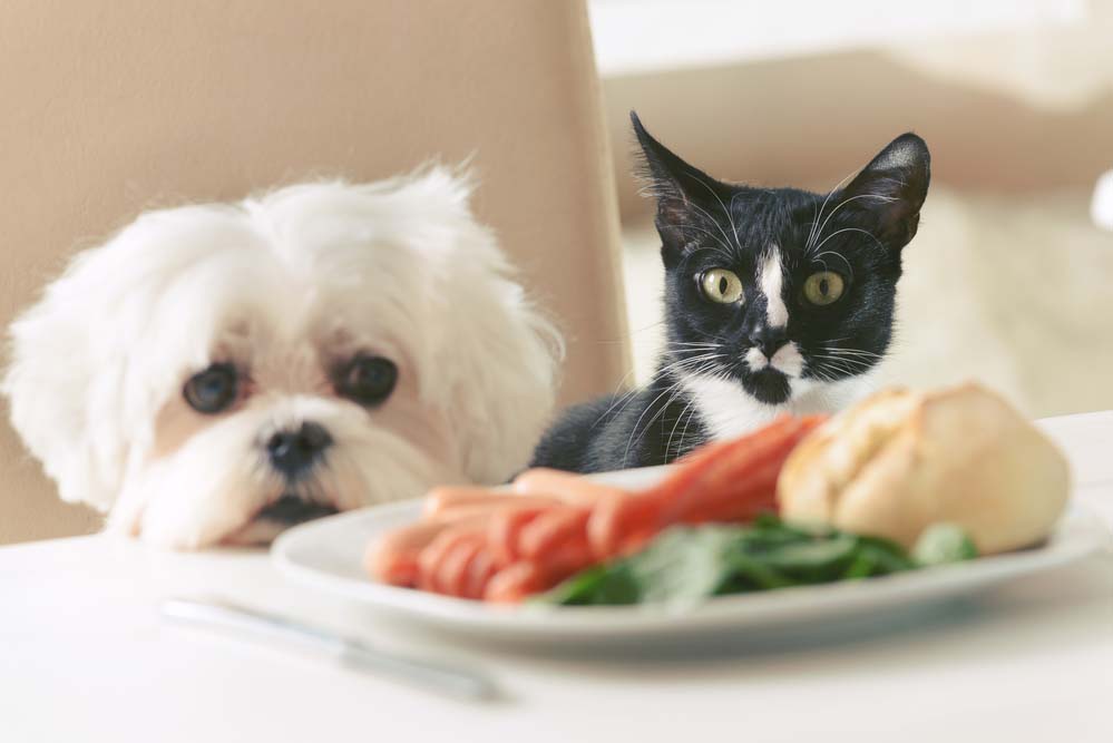 a dog and a cat begging for food from the table