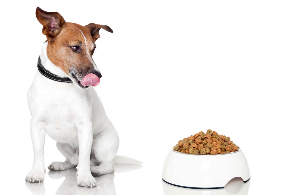 a dog looking at an overly full bowl of dog food
