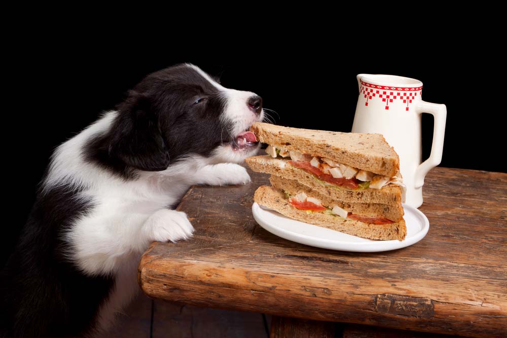 a dog sneaking a bite of a sandwich