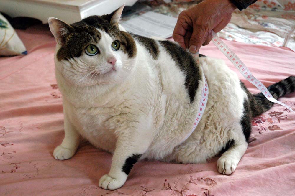 a fat cat being measured around the middle