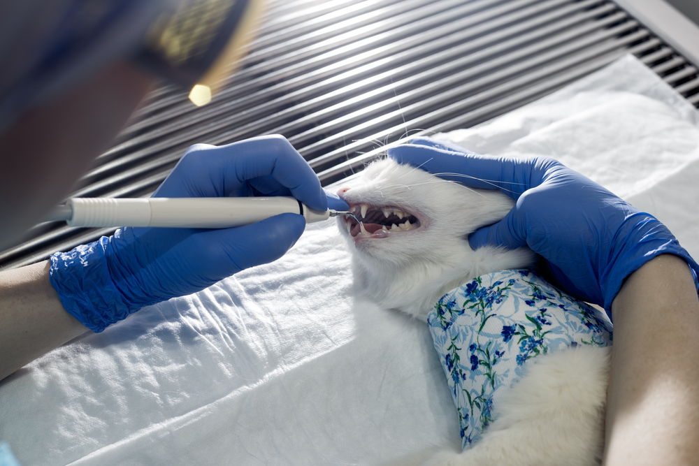 a veterinary dentist cleaning the teeth of a white cat under anesthesia