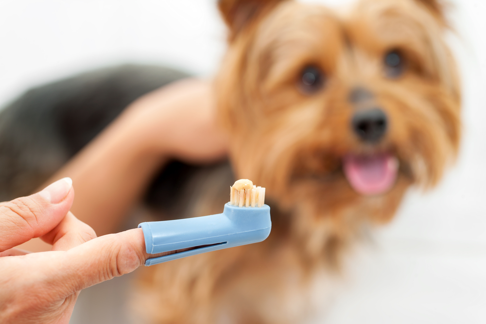 a pet owner with a pet toothbrush on their finger about to brush the teeth of their Yorkie dog