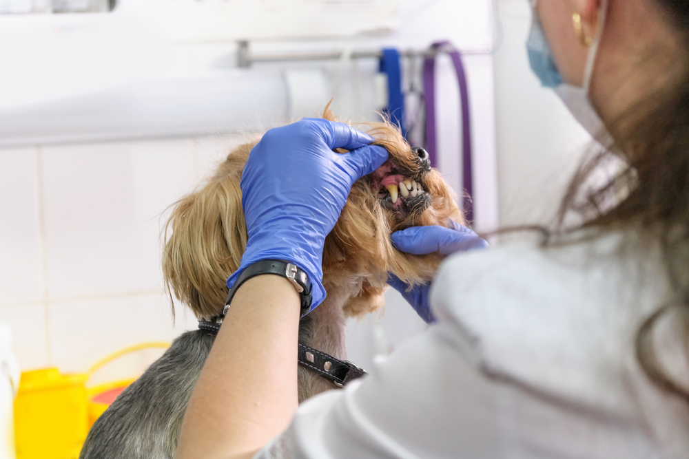 a veterinary dentist wearing a white lab coat inspects the teeth of a dog