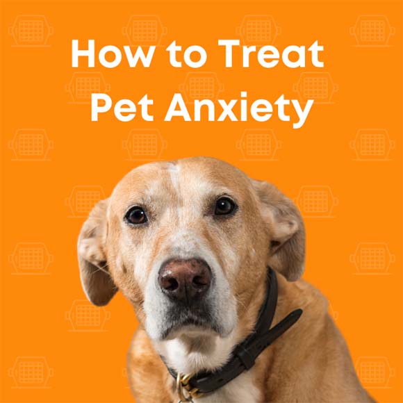 How to Treat Pet Anxiety