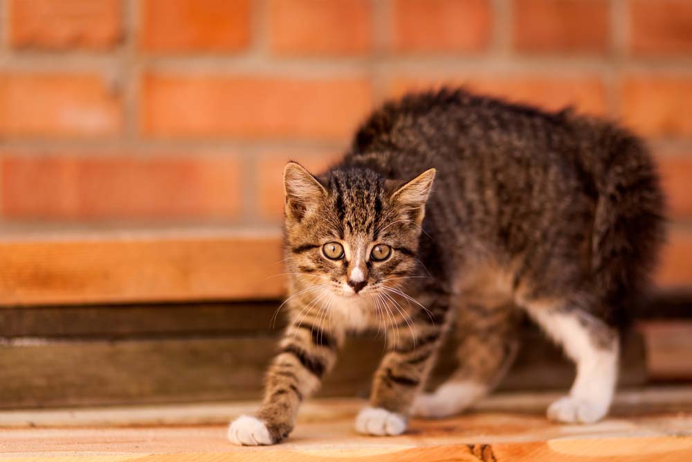 a scared cat outside in front of a brick wall