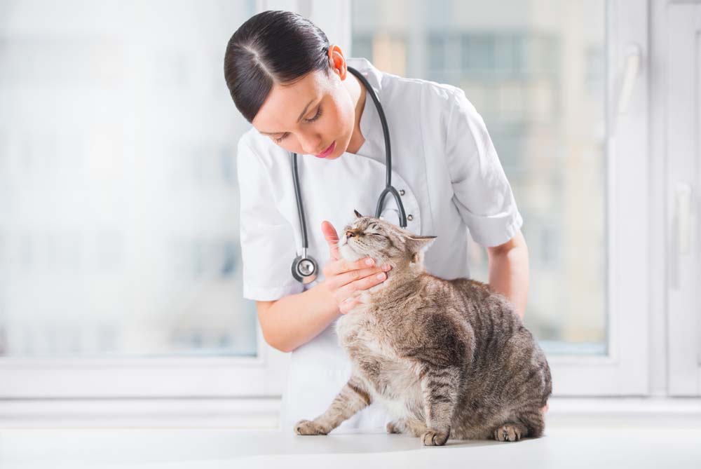 a veterinarian examining a cat sitting on an exam table