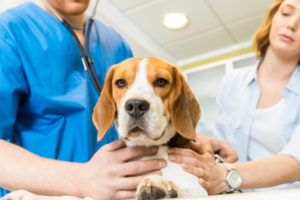 A doctor with a stethoscope examines a beagle while its parent holds it.