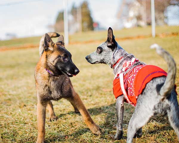 Two puppies sniff each other at a dog park.