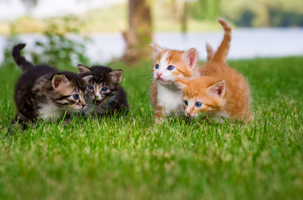 Four kittens play together in the green grass