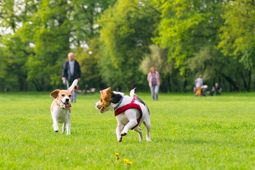 Two beagles play together in the green grass of a dog park.