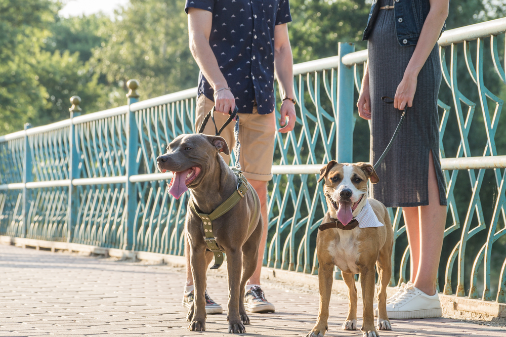 Two people and their two dogs stand next to each other on a brick path.