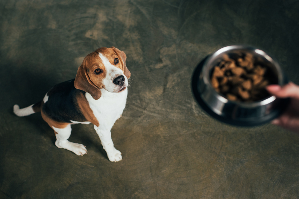 A hand holds a bowl of dog food above a puppy