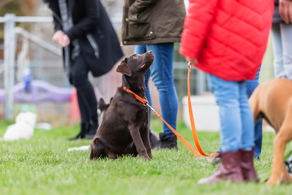 A brown puppy looks up at its owner in a training class.