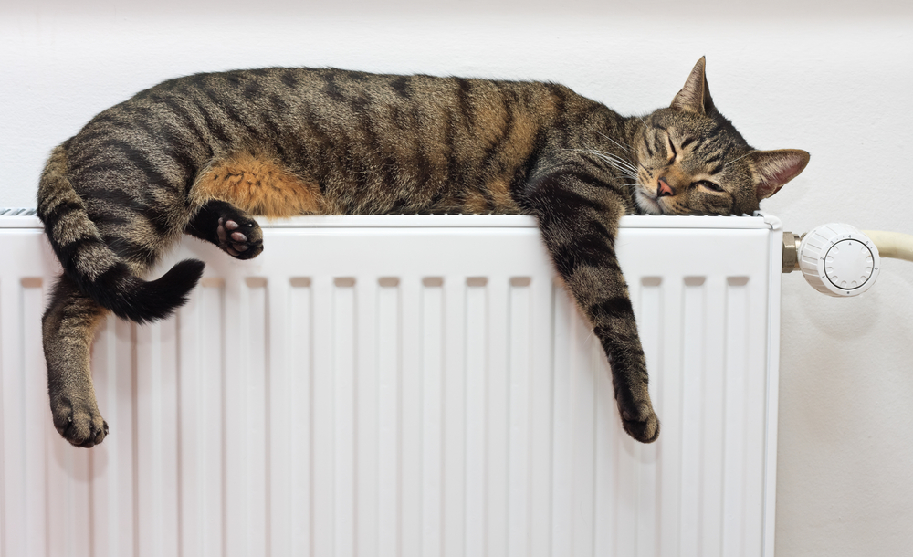 A cat relaxes on a radiator
