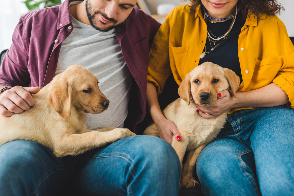 A partial view of a couple sitting with yellow labrador puppies on their laps